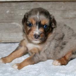 Blue - Blue merle male Miniature Australian Shepherd puppy in Paris, Texas from Kuttin’ Up Mini Aussies