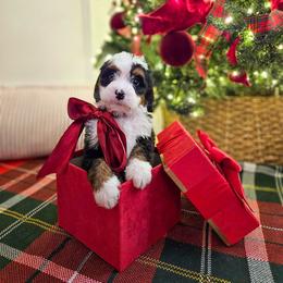 Blitz - Tri-color male Bernedoodle puppy in Russell Springs, Kentucky from 270 Doodles