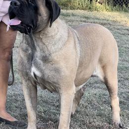 Josie - Mastiff