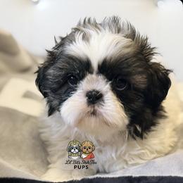 Milo - Sable and white male Shih Tzu puppy in Walkertown, North Carolina from Lil’ Bit’s Shih Tzu