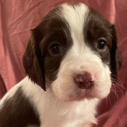 English Springer Spaniels from Clanton Doodles