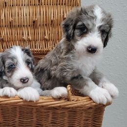 Aussiedoodle Puppies from Southwest Florida Doodles