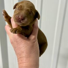 Skittles - Caramel red female Australian Labradoodle puppy in Calhoun, Louisiana from Arrowhead Australian Labradoodles
