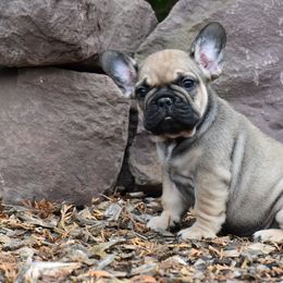 French Bulldog Puppies from Bleu Rock French Bulldogs