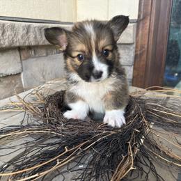Bubba - Sable male Pembroke Welsh Corgi puppy in Benjamin, Utah from Nuna’s  Corgis