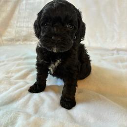 Dopey - Black and white male Cockapoo puppy in Adrian, Oregon from ApplebyFarm