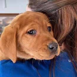 Labrador Retriever Puppies from Mountain Top View Fox Red Labs