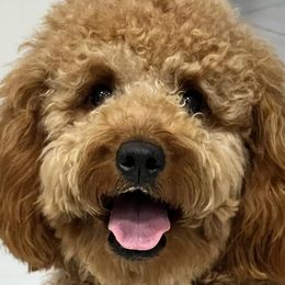 Goldendoodles from Pawfect Doodles Miami
