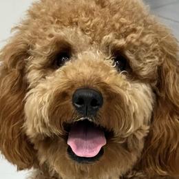 Goldendoodles from Pawfect Doodles Miami