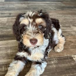 Gale - Phantom female Bernedoodle puppy in Savannah, Missouri from Rose Creek Mini Aussies and doodles