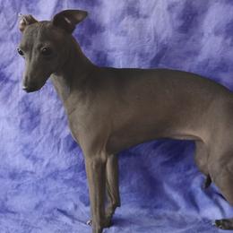 LORETTA - Italian Greyhound
