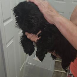 Ice - Black male Shih Tzu puppy in Middleburg, Florida from Furby Shih Tzu Family & Friends