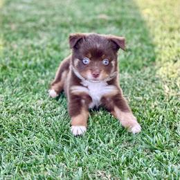 Sugar Bear - Red tri female Toy Australian Shepherd puppy in Lincoln, California from Country Dreams Mini Aussies