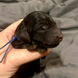Bowie - Phantom male Poodle puppy in Travelers Rest, South Carolina from Cotton Top