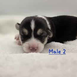 Bottle Rocket - Black and tan male Pembroke Welsh Corgi puppy in Powhatan, Virginia from Ranch Hand Corgis