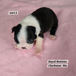 Puppy 1 - Black brindle and white male Boston Terrier puppy in Clarkston, Washington from Royal Bostons