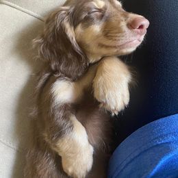 Dachshund Puppies from Hetu's Dachshunds