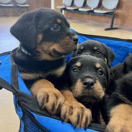 Rottweiler Puppies from Vom Arnold-Hause Rottweilers