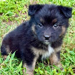 Rex - Black tri male Miniature Australian Shepherd puppy in Patterson, North Carolina from DreamLine Aussies