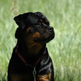 Rottweilers from Rodeo Rotts Of America