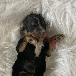 Aussiedoodles, Bernedoodles, and Poodles from Oodles of doodle of Michigan