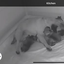 Pug puppies from Chantilly Lace Pugs