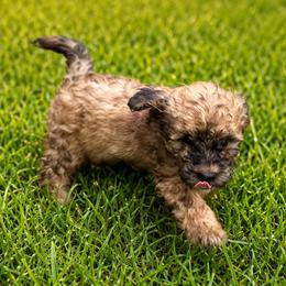 Martina - Chocolate female Goldendoodle puppy in Pittsburg, Texas from Grace Springs Goldendoodles