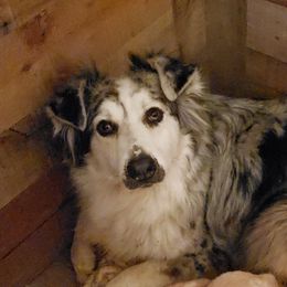 Lily - Australian Shepherd