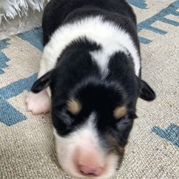 RM Male 2 - Black and tan male Pembroke Welsh Corgi puppy in Duluth, Minnesota from Up North Corgis