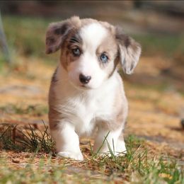 Carmel - Blue merle and white male American Corgi puppy in Plains, Montana from Diamond Corgis