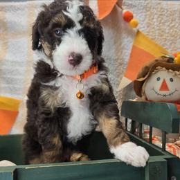Jimmie - Brown and white male Bernedoodle puppy in Boaz, Alabama from Lovin' Doodles