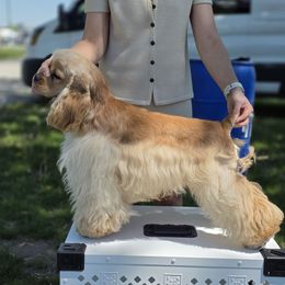 Cole - Cocker Spaniel