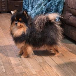 Star - Pomeranian