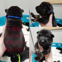 Boy 1 - Black and tan German Shepherd puppy in Georgia from The Creative Rhone Kennel