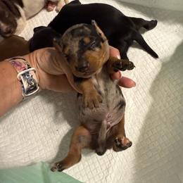 Popeye - Dapple male Dachshund puppy in Whitesboro, Texas from Joanie's Tickled Pink Puppies