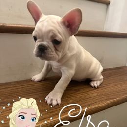Elsa - Cream female French Bulldog puppy in Eupora, Mississippi from Maci Card