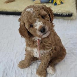 Pink female - Red  female Goldendoodle puppy in Sparta, Tennessee from KC Country Kennels