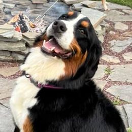 Bernedoodles from Bernedoodle Blessings