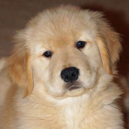 Golden Retriever Puppies from Gladys Berlin's Golden Retrievers
