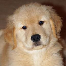 Golden Retriever Puppies from Gladys Berlin's Golden Retrievers