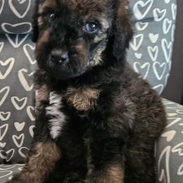 Vali - Phantom male Goldendoodle puppy in Kansas City, Missouri from Poppy's Doodles