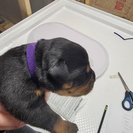 Ester (Purple Collar) - Black and mahogany female Rottweiler puppy in York, South Carolina from CenturionOne LLC