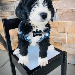 Aussiedoodle and Bernedoodle Puppies from Deer Canyon Family Doodles