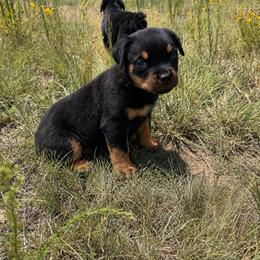 Nala - Black and mahogany female Rottweiler puppy in Parker, Colorado from Denver Rotties