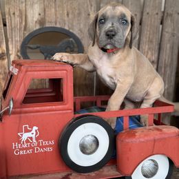 Hot pink,  Blue Fawn female - Fawn Great Dane puppy in Wimberley, Texas from Heart of Texas Great Danes
