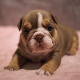 Curry - Chocolate tri-color female Bulldog puppy in Warsaw, New York from Hillview Kennels