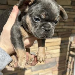 French Bulldog Puppies from Frenchiesbysouthernbell