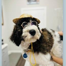 Goldendoodle Puppies from Thompson Creek Doodles