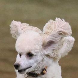 Poodles from GameOn Poodles