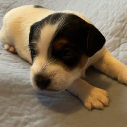 Olive - White and black Russell Terrier puppy in Hayward, Wisconsin from Acorn Ridge Jack Russell Terriers